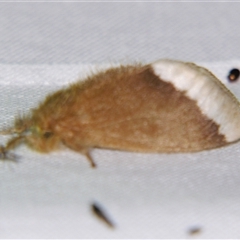 Euproctis baliolalis (Browntail Gum Moth) at Good Night, QLD - 26 Oct 2008 by PJH123