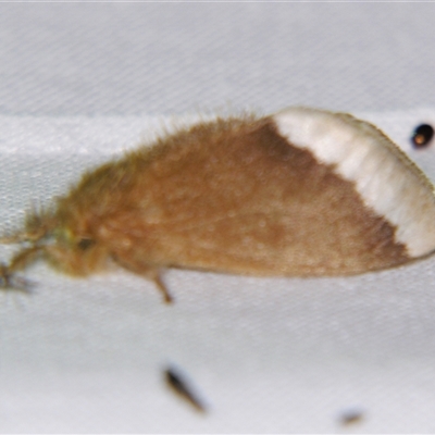 Euproctis baliolalis (Browntail Gum Moth) at Good Night, QLD - 26 Oct 2008 by PJH123