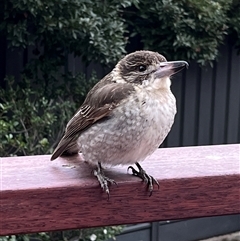 Cracticus torquatus (Grey Butcherbird) at Gordon, ACT - 13 Jul 2025 by GG