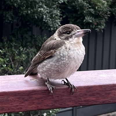 Cracticus torquatus (Grey Butcherbird) at Gordon, ACT - 13 Jul 2025 by GG