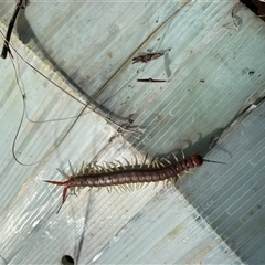 Cormocephalus (genus) at Bonython, ACT - Yesterday by GG