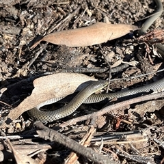 Delma inornata (Olive Legless-lizard) at Bonython, ACT - Yesterday by GG