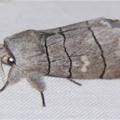 Paradestolmia nigrolinea (A Noctuoid moth (Notodontinae) by PJH123
