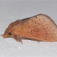 Opsirhina alphaea (Other moths (Lasiocampidae)) by PJH123