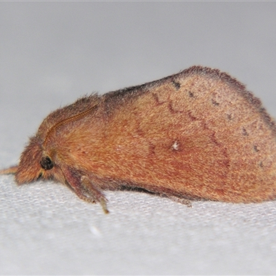 Opsirhina alphaea (Other moths (Lasiocampidae)) by PJH123