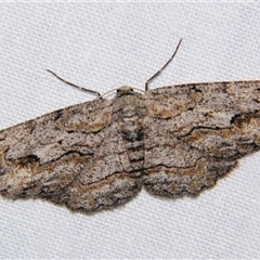 Ectropis (genus) by PJH123