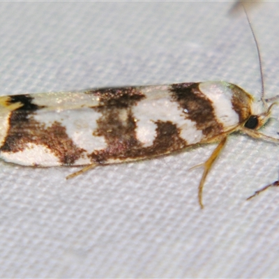 Unverified Concealer moth (Oecophoridae) by PJH123
