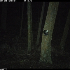 Trichosurus vulpecula (Common Brushtail Possum) at Crowther, NSW - 28 May 2025 by Frecko