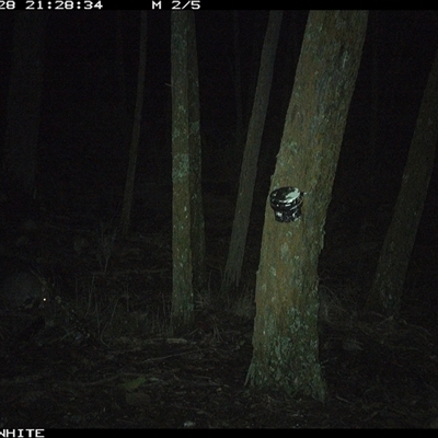 Trichosurus vulpecula (Common Brushtail Possum) at Crowther, NSW - 28 May 2025 by Frecko