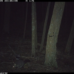 Trichosurus vulpecula (Common Brushtail Possum) at Crowther, NSW - 29 May 2025 by Frecko
