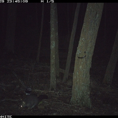 Trichosurus vulpecula (Common Brushtail Possum) at Crowther, NSW - 29 May 2025 by Frecko