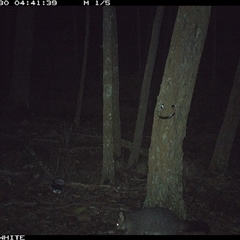 Trichosurus vulpecula (Common Brushtail Possum) at Crowther, NSW - 30 May 2025 by Frecko