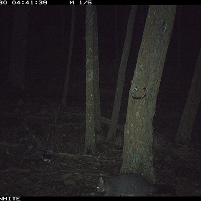 Trichosurus vulpecula (Common Brushtail Possum) at Crowther, NSW - 30 May 2025 by Frecko