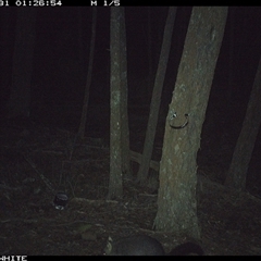 Trichosurus vulpecula (Common Brushtail Possum) at Crowther, NSW - 31 May 2025 by Frecko