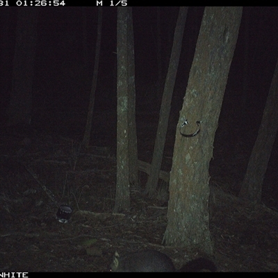 Trichosurus vulpecula (Common Brushtail Possum) at Crowther, NSW - 31 May 2025 by Frecko