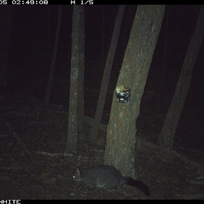 Trichosurus vulpecula (Common Brushtail Possum) at Crowther, NSW - 5 Jun 2025 by Frecko