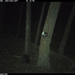 Trichosurus vulpecula (Common Brushtail Possum) at Crowther, NSW - 5 Jun 2025 by Frecko