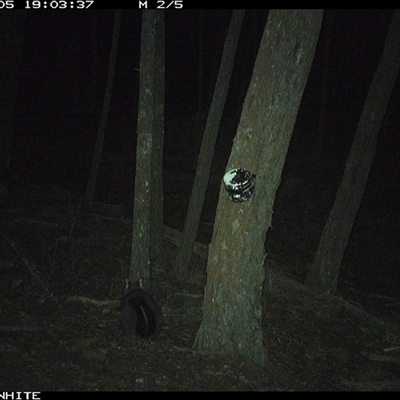 Trichosurus vulpecula (Common Brushtail Possum) at Crowther, NSW - 5 Jun 2025 by Frecko