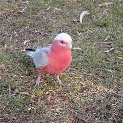 Eolophus roseicapilla (Galah) at Ballyroe, NSW - 9 Jul 2025 by TwoRivers