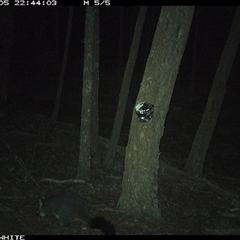Trichosurus vulpecula at Crowther, NSW - 5 Jun 2025 by Frecko