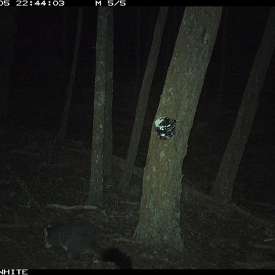 Trichosurus vulpecula at Crowther, NSW - 5 Jun 2025 by Frecko