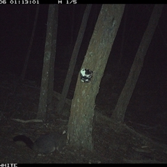 Trichosurus vulpecula (Common Brushtail Possum) at Crowther, NSW - 6 Jun 2025 by Frecko