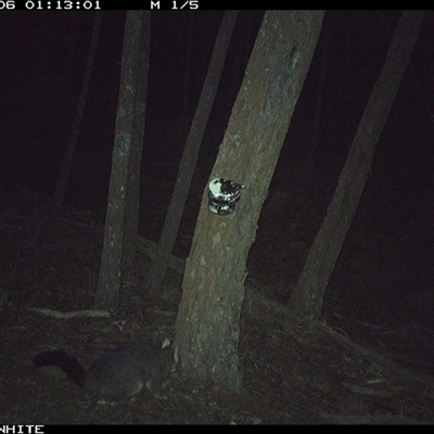 Trichosurus vulpecula (Common Brushtail Possum) at Crowther, NSW - 6 Jun 2025 by Frecko