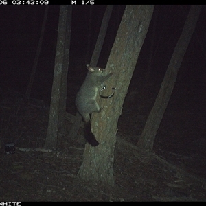 Trichosurus vulpecula (Common Brushtail Possum) at Crowther, NSW - 6 Jun 2025 by Frecko