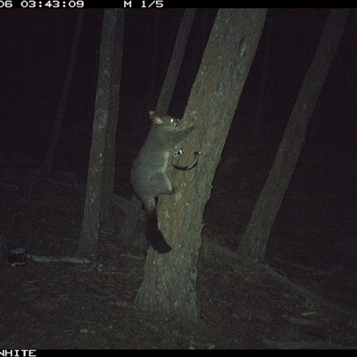 Trichosurus vulpecula at Crowther, NSW - 6 Jun 2025 by Frecko