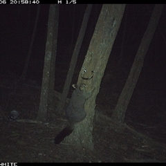 Trichosurus vulpecula (Common Brushtail Possum) at Crowther, NSW - 6 Jun 2025 by Frecko