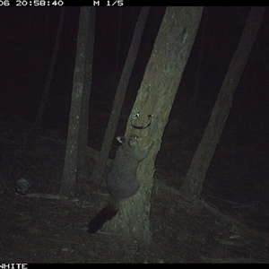 Trichosurus vulpecula (Common Brushtail Possum) at Crowther, NSW - 6 Jun 2025 by Frecko
