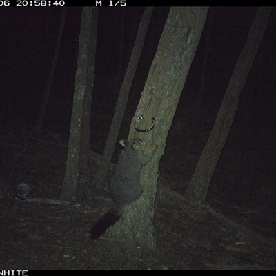 Trichosurus vulpecula (Common Brushtail Possum) at Crowther, NSW - 6 Jun 2025 by Frecko