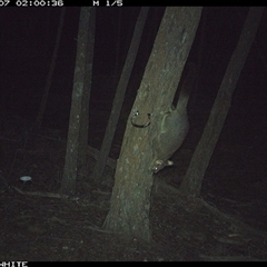 Trichosurus vulpecula (Common Brushtail Possum) at Crowther, NSW - 7 Jun 2025 by Frecko