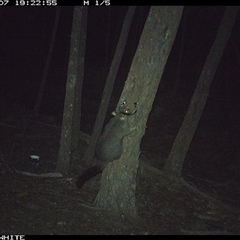 Trichosurus vulpecula (Common Brushtail Possum) at Crowther, NSW - 7 Jun 2025 by Frecko