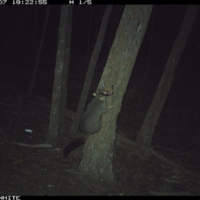 Trichosurus vulpecula (Common Brushtail Possum) at Crowther, NSW - 7 Jun 2025 by Frecko