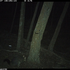 Trichosurus vulpecula (Common Brushtail Possum) at Crowther, NSW - 7 Jun 2025 by Frecko