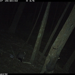 Trichosurus vulpecula (Common Brushtail Possum) at Crowther, NSW - 7 Jun 2025 by Frecko