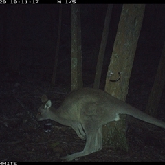Macropus giganteus (Eastern Grey Kangaroo) at Crowther, NSW - 29 May 2025 by Frecko