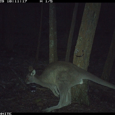 Macropus giganteus (Eastern Grey Kangaroo) at Crowther, NSW - 29 May 2025 by Frecko