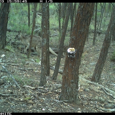 Macropus giganteus (Eastern Grey Kangaroo) at Crowther, NSW - 3 Jun 2025 by Frecko