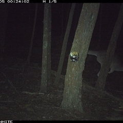Macropus giganteus (Eastern Grey Kangaroo) at Crowther, NSW - 5 Jun 2025 by Frecko