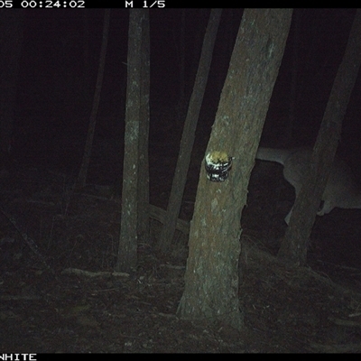 Macropus giganteus (Eastern Grey Kangaroo) at Crowther, NSW - 5 Jun 2025 by Frecko