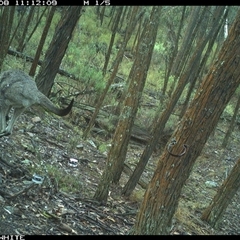 Macropus giganteus (Eastern Grey Kangaroo) at Crowther, NSW - 8 Jun 2025 by Frecko