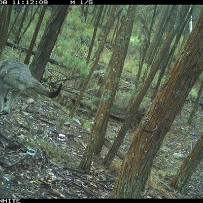 Macropus giganteus (Eastern Grey Kangaroo) at Crowther, NSW - 8 Jun 2025 by Frecko