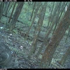 Macropus giganteus (Eastern Grey Kangaroo) at Crowther, NSW - 8 Jun 2025 by Frecko