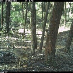 Vulpes vulpes (Red Fox) at Crowther, NSW - 30 May 2025 by Frecko