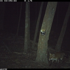 Vulpes vulpes (Red Fox) at Crowther, NSW - 4 Jun 2025 by Frecko