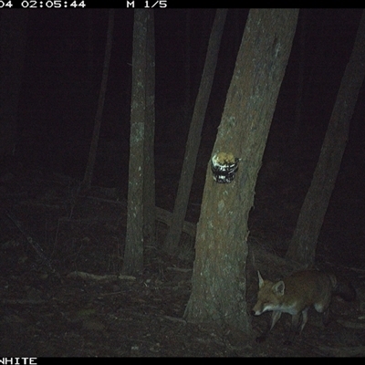 Vulpes vulpes (Red Fox) at Crowther, NSW - 4 Jun 2025 by Frecko
