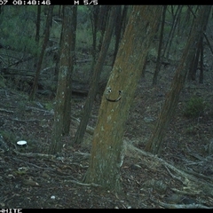 Wallabia bicolor (Swamp Wallaby) at Crowther, NSW - 7 Jun 2025 by Frecko