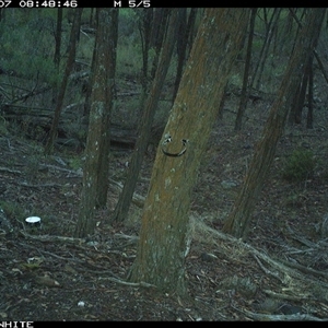 Wallabia bicolor (Swamp Wallaby) at Crowther, NSW - 7 Jun 2025 by Frecko